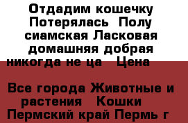 Отдадим кошечку.Потерялась. Полу сиамская.Ласковая,домашняя,добрая,никогда не ца › Цена ­ 1 - Все города Животные и растения » Кошки   . Пермский край,Пермь г.